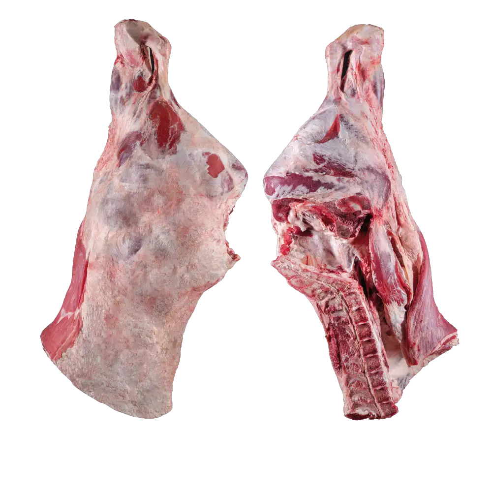 DANA UZUN BUT