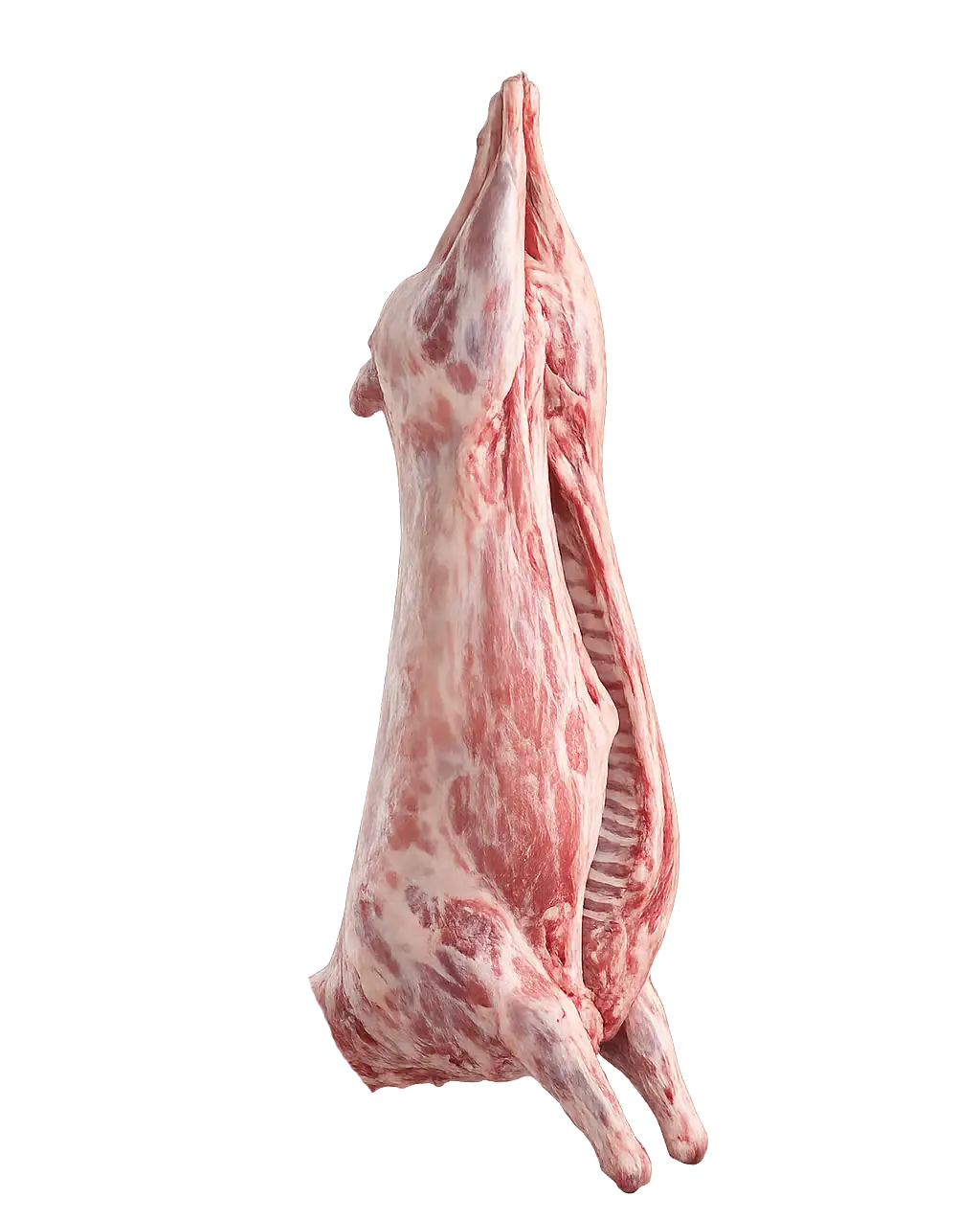 KIVIRCIK KARKAS KUZU